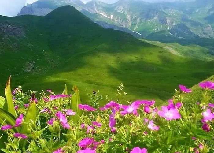 Darli Dibra 别墅 *